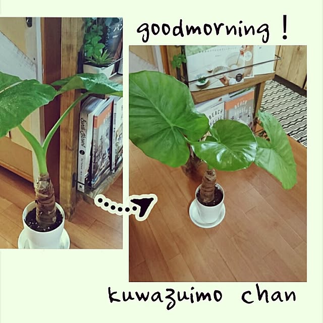 kazoomさんの実例写真
