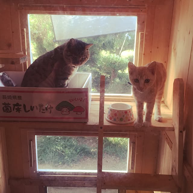 shukran_kinakoさんの実例写真