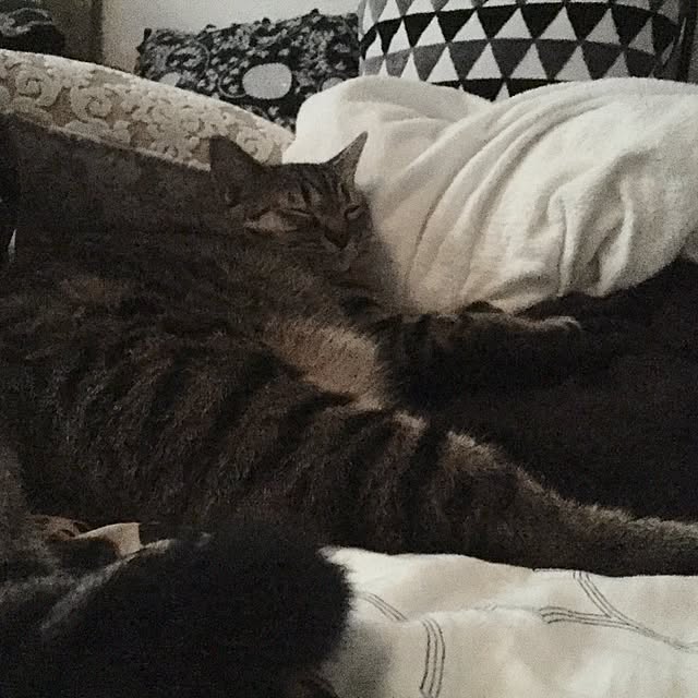 catwomanさんの実例写真