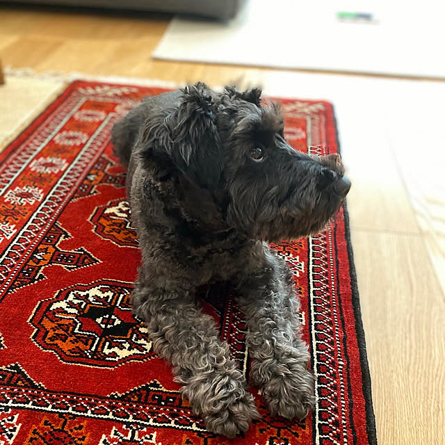 Brunoさんの実例写真