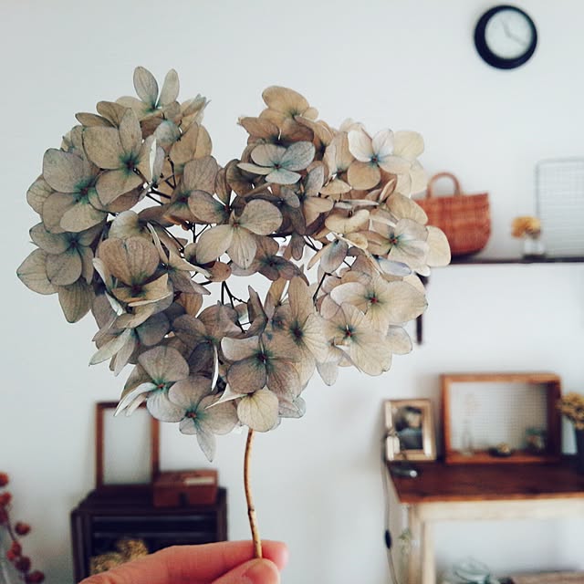 naturicoさんの実例写真