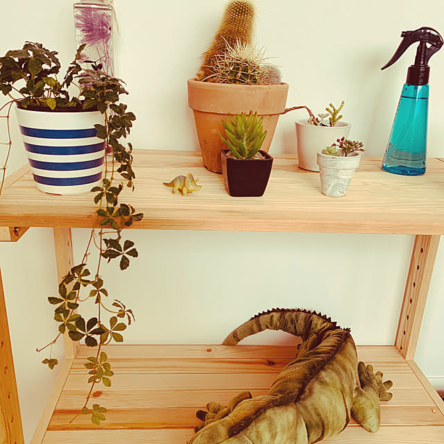 観葉植物/多肉植物/棚/ペットと楽しむインテリア/サボテンの寄せ植え...などのインテリア実例 - 2020-04-18 19:11:39