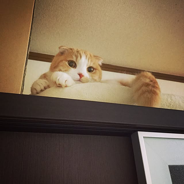 mochiさんの実例写真