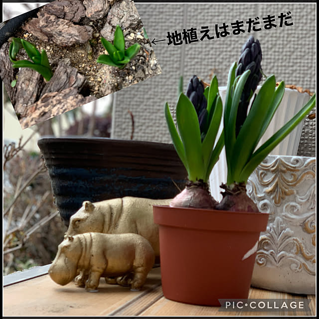 yukarin-gardenさんの実例写真