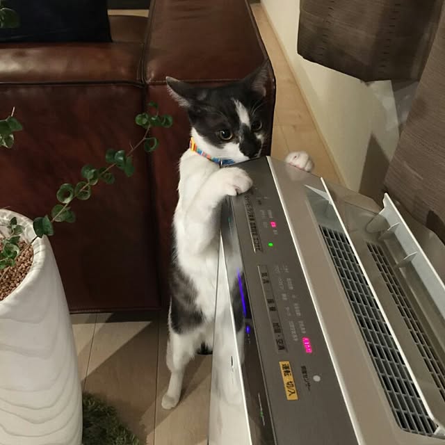 yanapi0825さんの実例写真