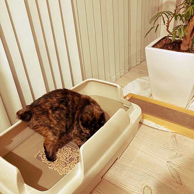 Mihoさんの実例写真