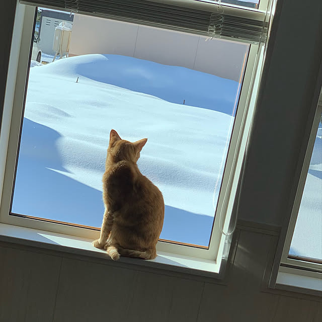mikeume7さんの実例写真