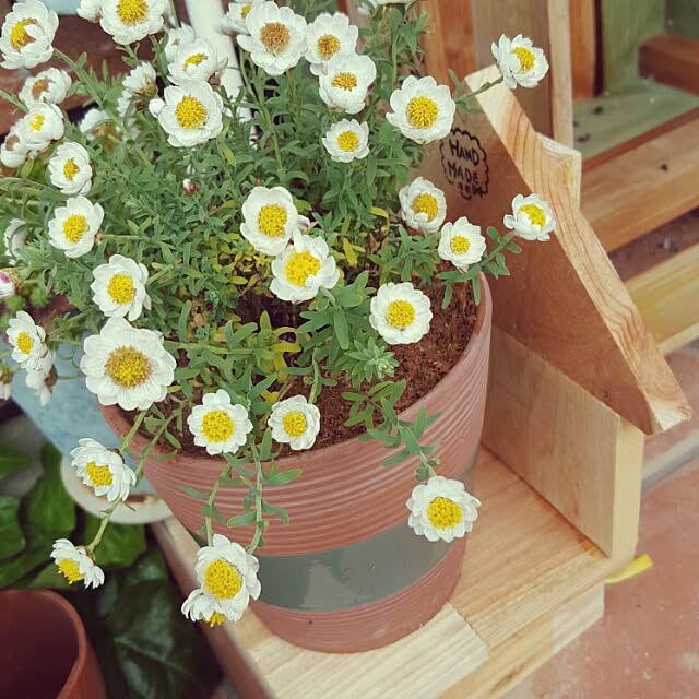 aoiさんの実例写真