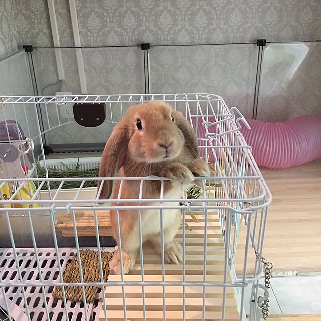 nonさんの実例写真