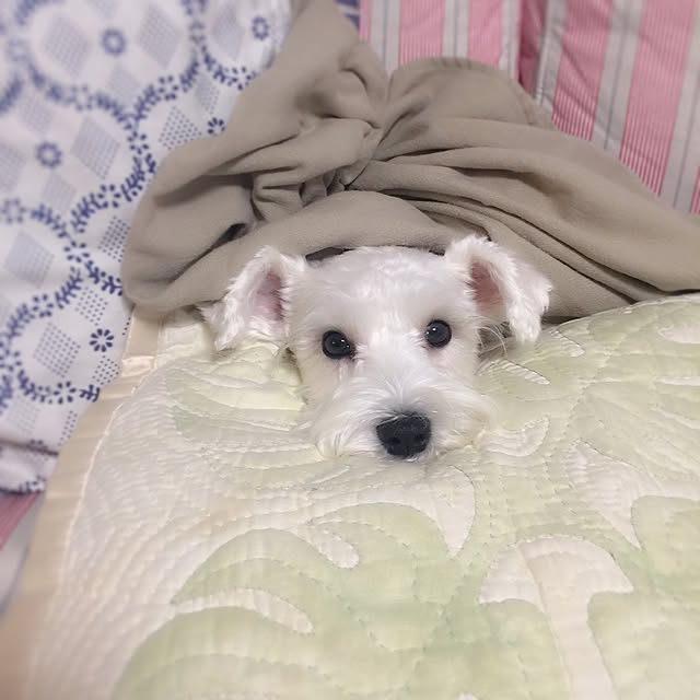 suzyさんの実例写真