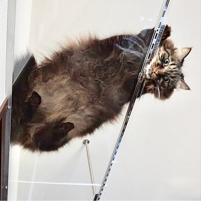 theo_nazcaさんの実例写真