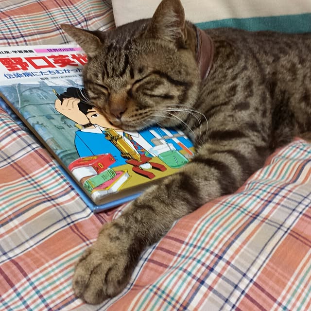 megkeiさんの実例写真