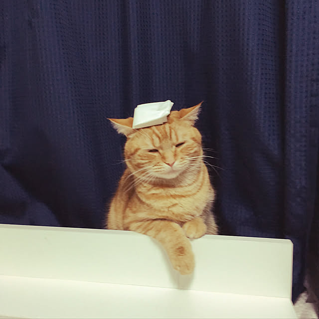 nekoさんの実例写真