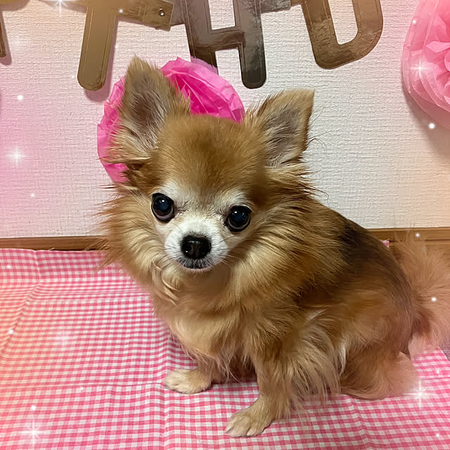koroさんの実例写真