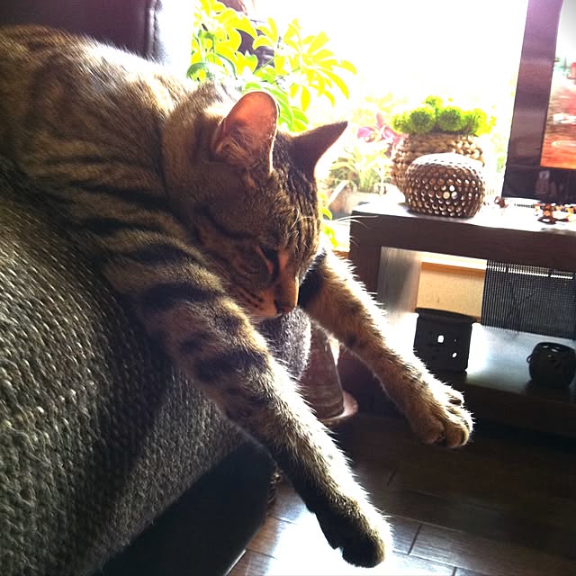 shinさんの実例写真