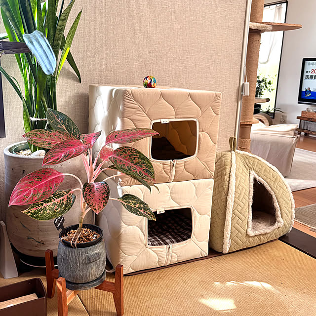 greycatsさんの部屋