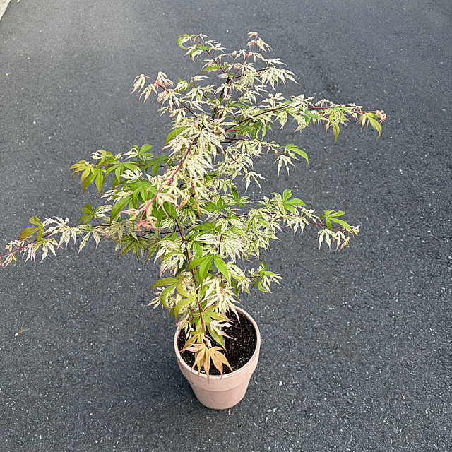 poi.cueさんの部屋