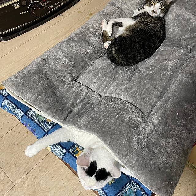 coolcats0528さんの実例写真