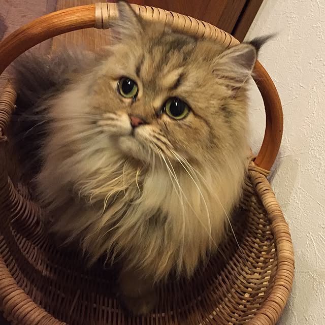 butachanさんの実例写真
