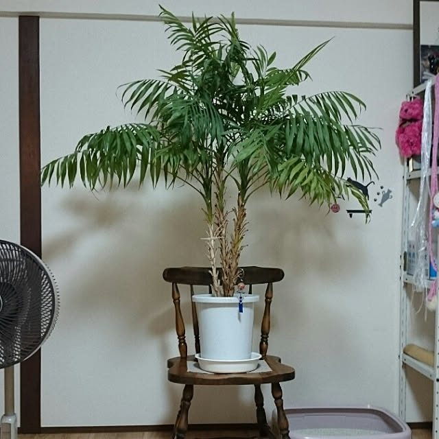 kiyochu7さんの実例写真