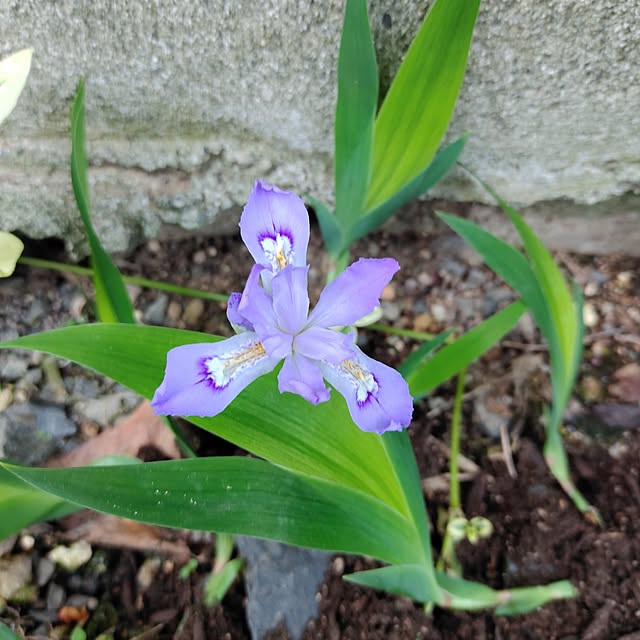 kiraさんの実例写真