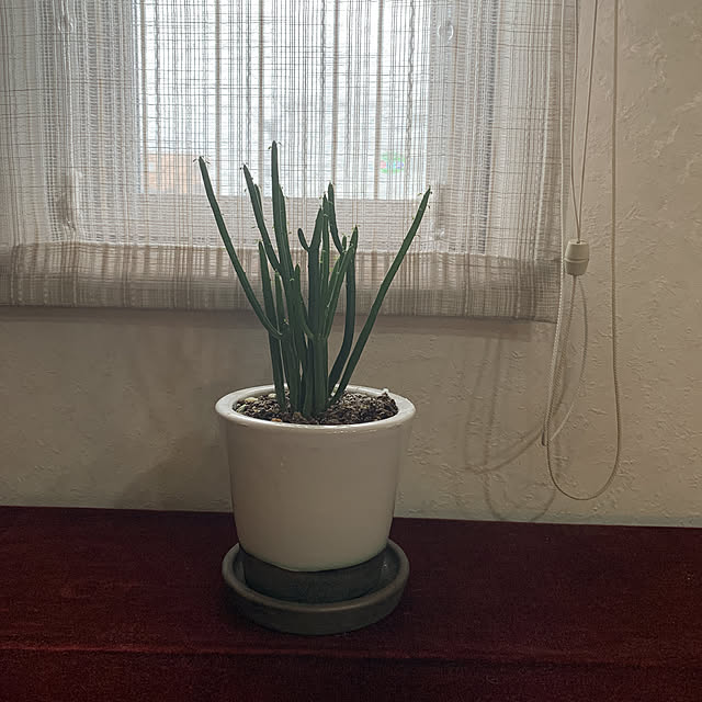 植物のある暮らし/観葉植物/リビングのインテリア実例 - 2021-03-13 11:08:26