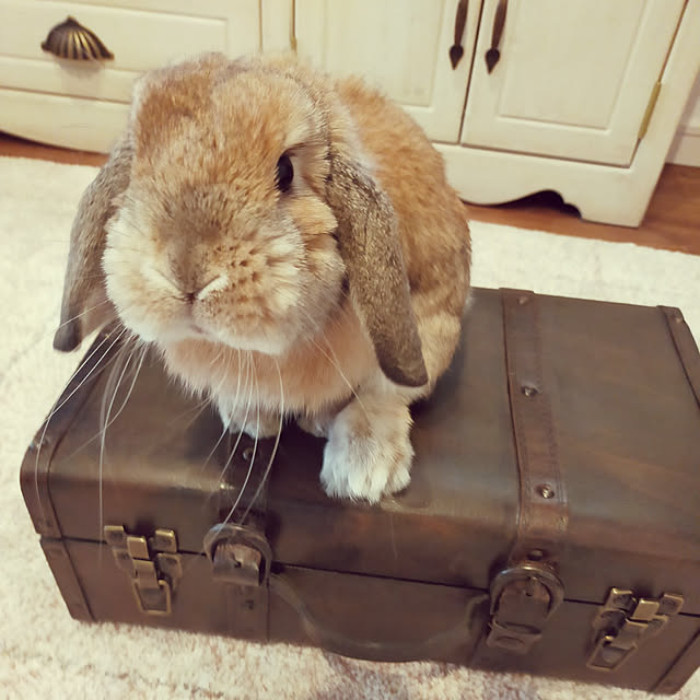 suzuさんの実例写真