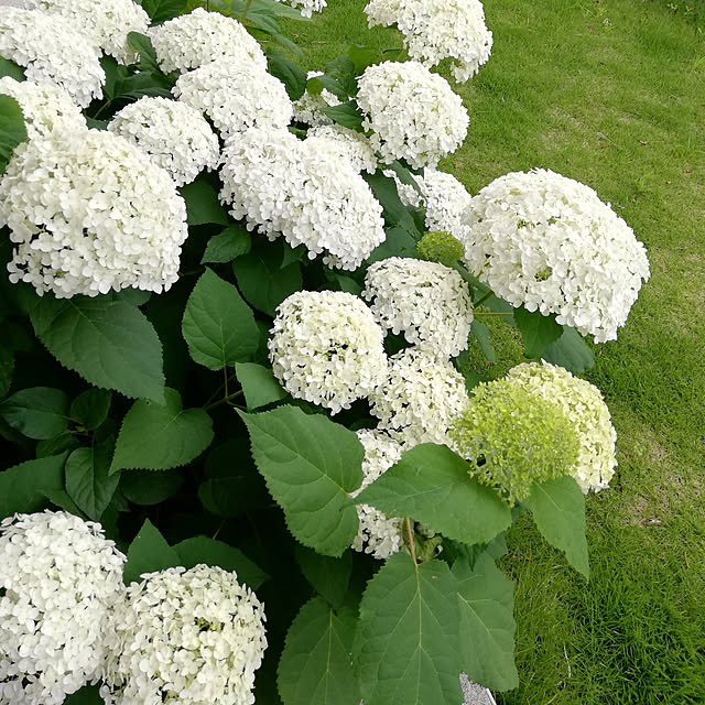 shiomaruさんの実例写真