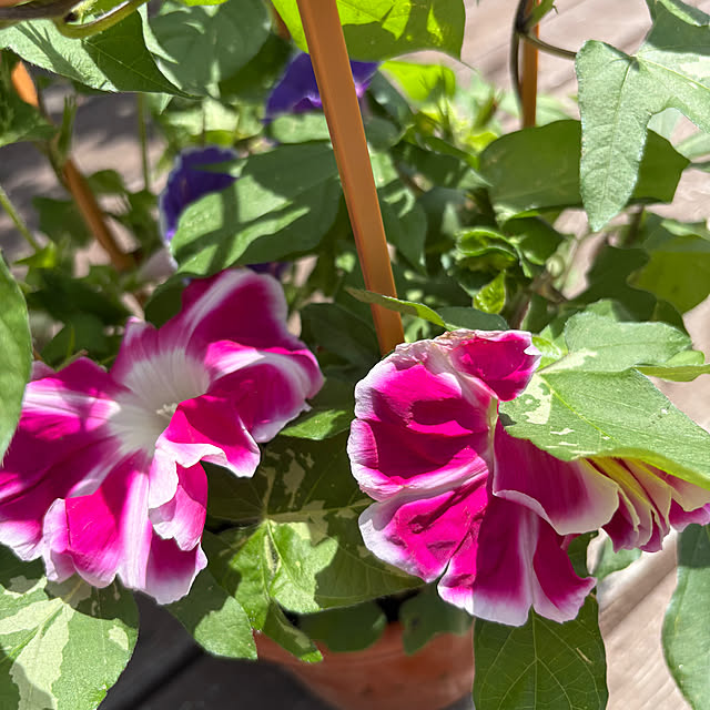 Nagakoさんの部屋