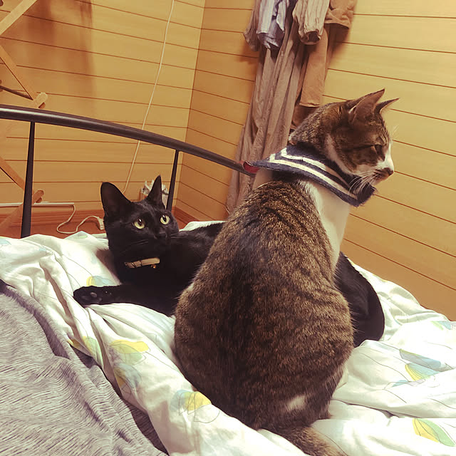 jijiさんの実例写真