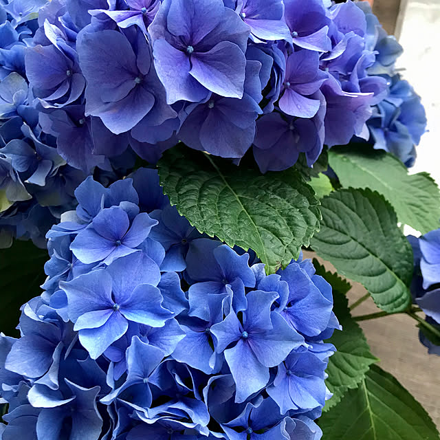 Lucyさんの実例写真