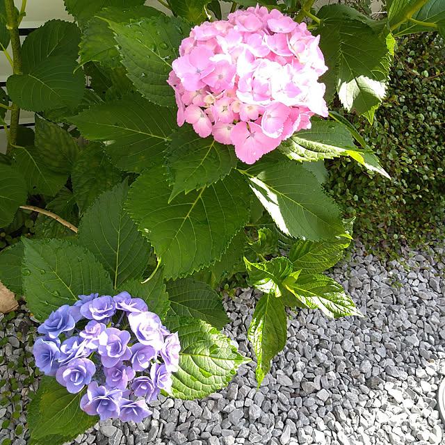 corocoro2525さんの実例写真
