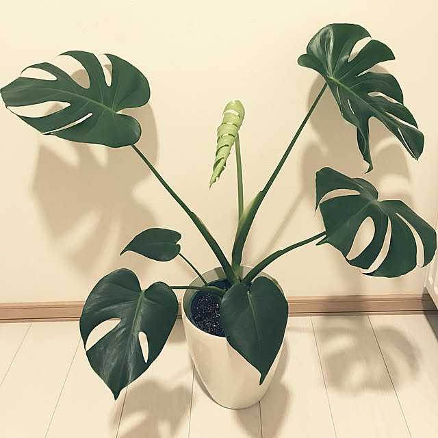 yuさんの実例写真