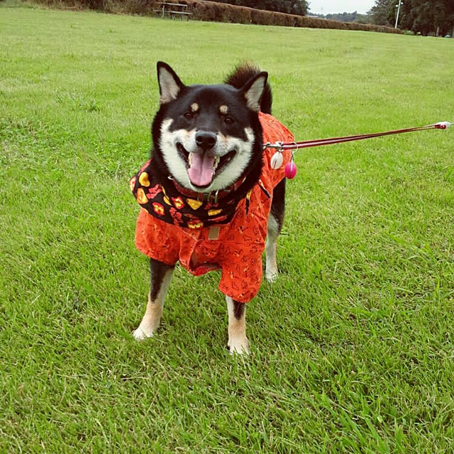 tsutawarimasuさんの実例写真