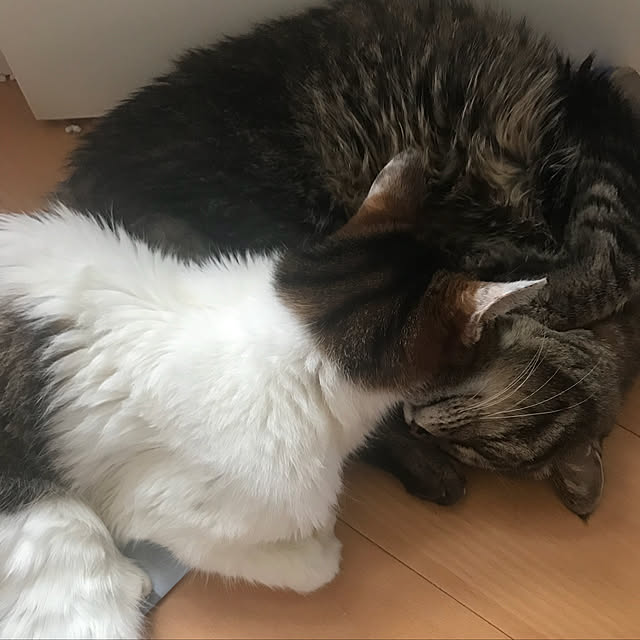 実例写真