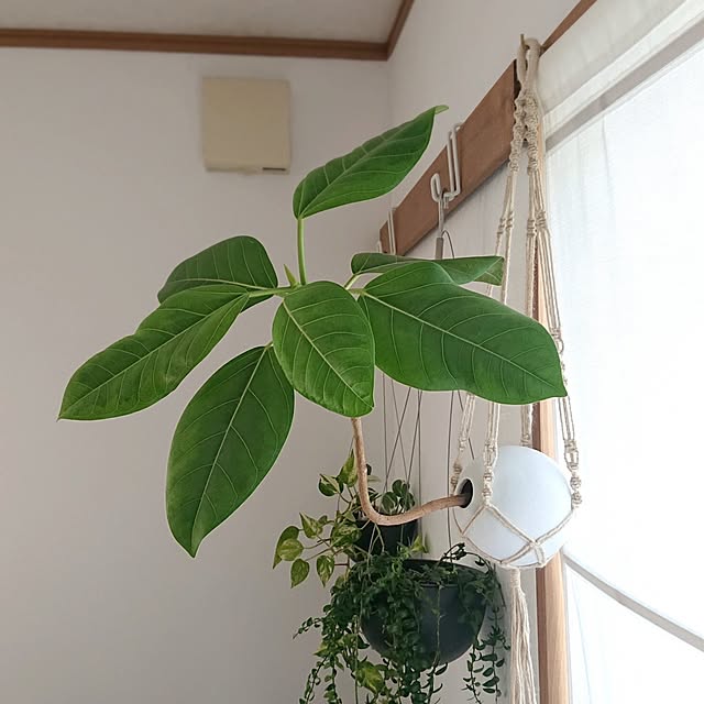 Mi-koさんの実例写真