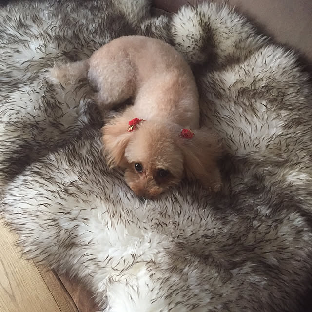 pokoさんの実例写真