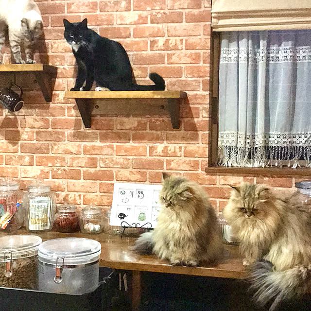 butachanさんの実例写真