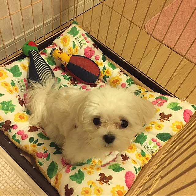 airiさんの実例写真