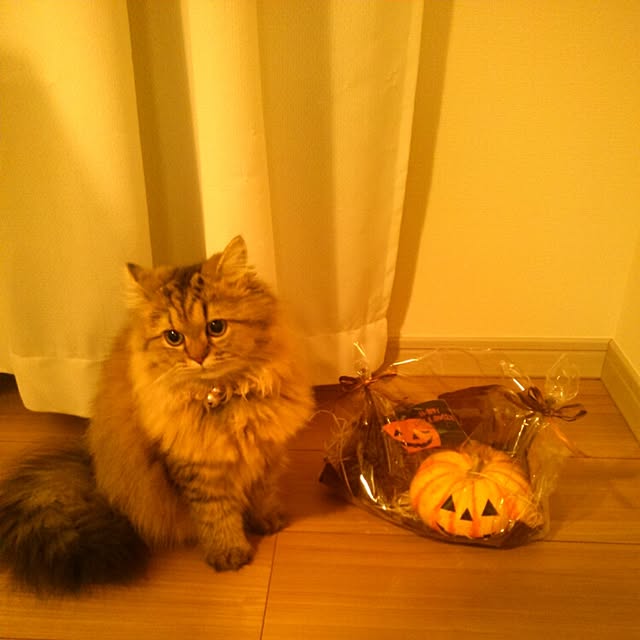 musicsukiさんの実例写真
