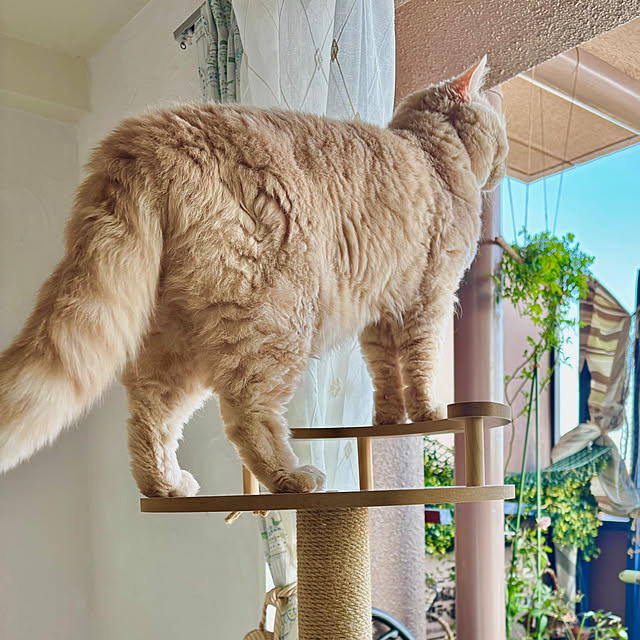 naokoさんの実例写真