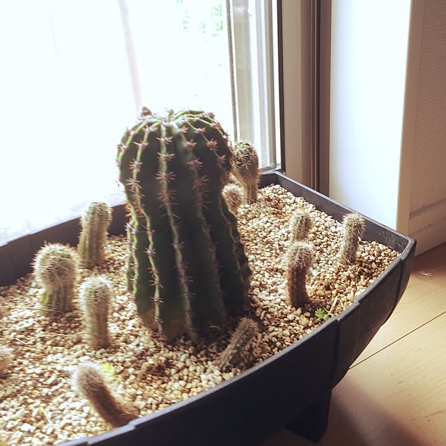 p.oさんの実例写真