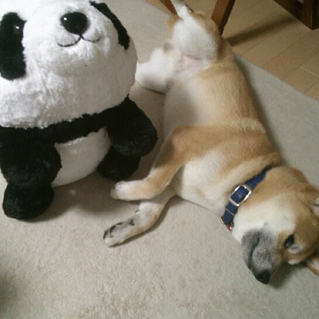 kotaさんの実例写真