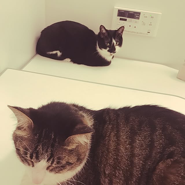 miruさんの実例写真
