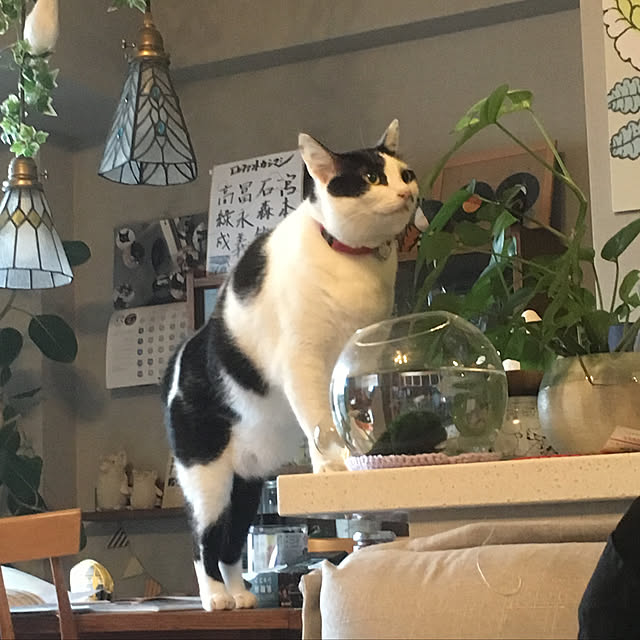 hanaさんの実例写真