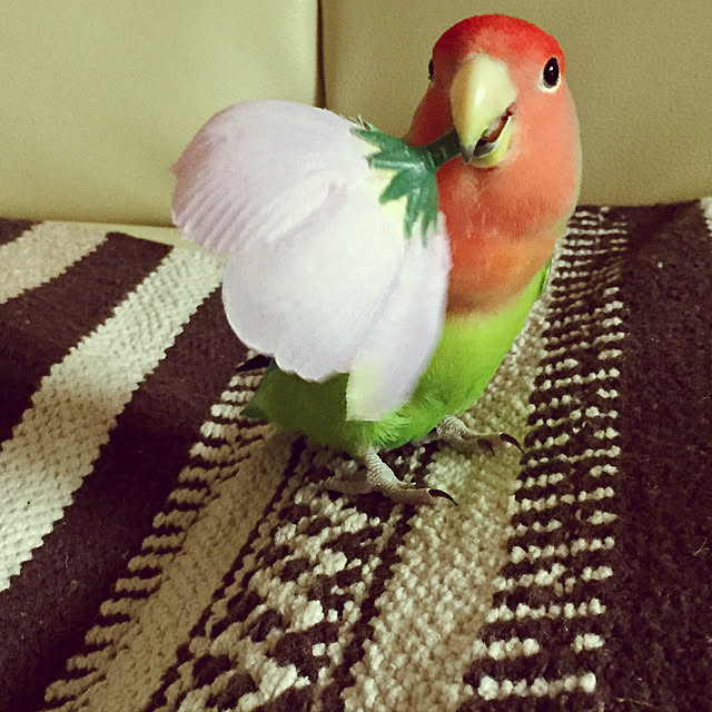 toratanさんの実例写真