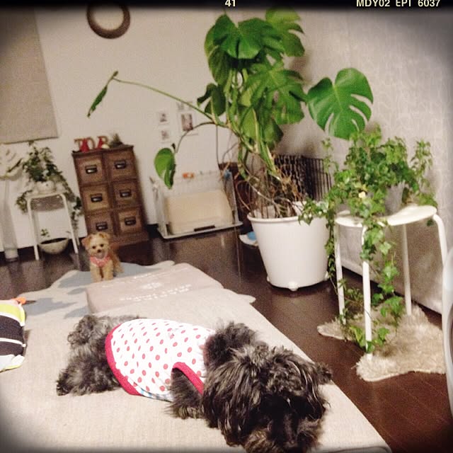risaさんの実例写真