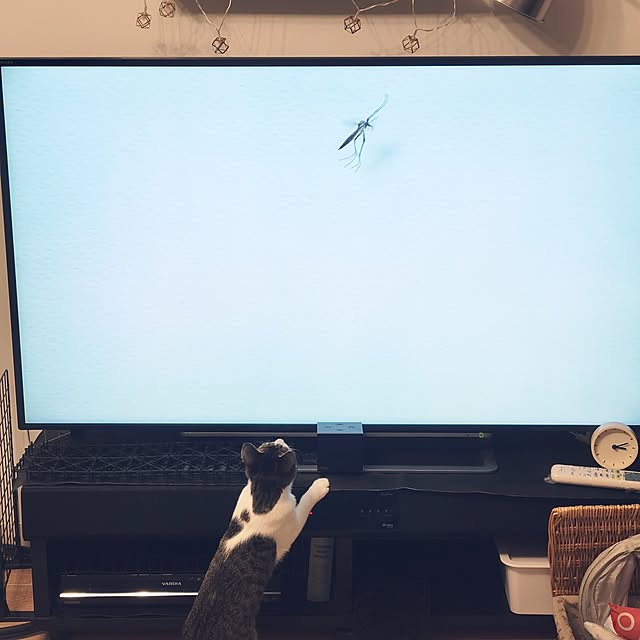 akimameさんの実例写真