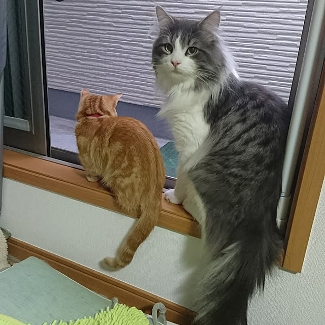 shinobuさんの実例写真