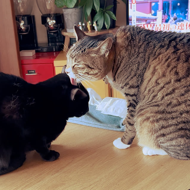 suemonta14さんの実例写真